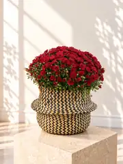 XXL Kasımpatı Bordo (Chrysanthemum morifolium) 1