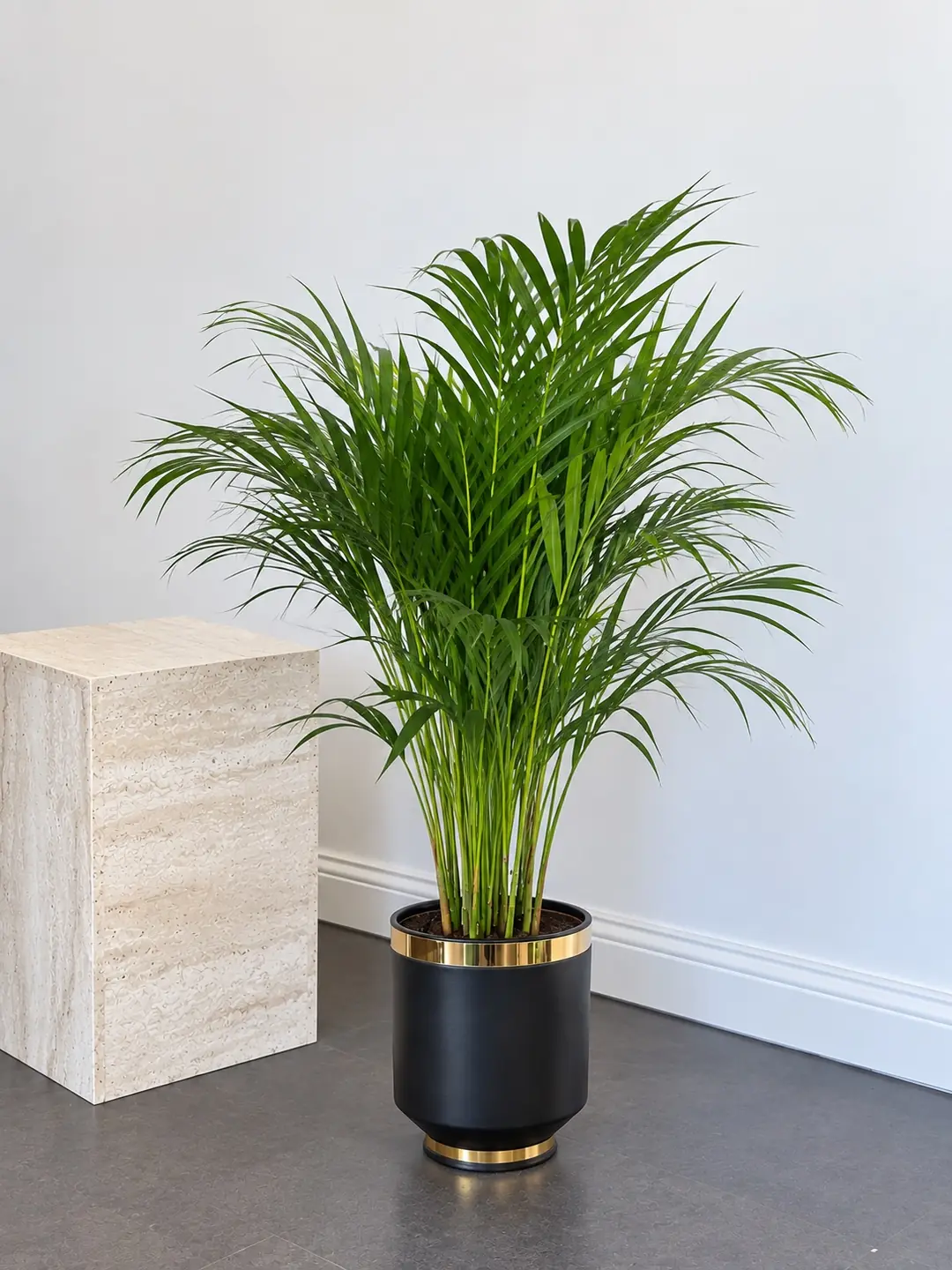 Areka Palmiyesi ( Dypsis Lutescens ) 90-100 cm İthal Sık Köklü