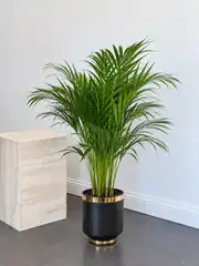 Areka Palmiyesi ( Dypsis Lutescens ) 90-100 cm İthal Sık Köklü 1