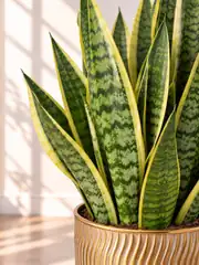Kılıç Bitkisi  (Sanseveria Trifasciata -Peygamber Kılıcı-Paşa Kılıcı) Masa Boy 3