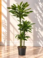 Dracaena Fragrans Dorado Çok Kollu 160-170 cm  2