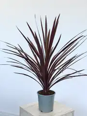 Cordyline Red Star  2