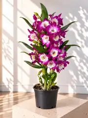 Dendrobium Mor Orkide 2
