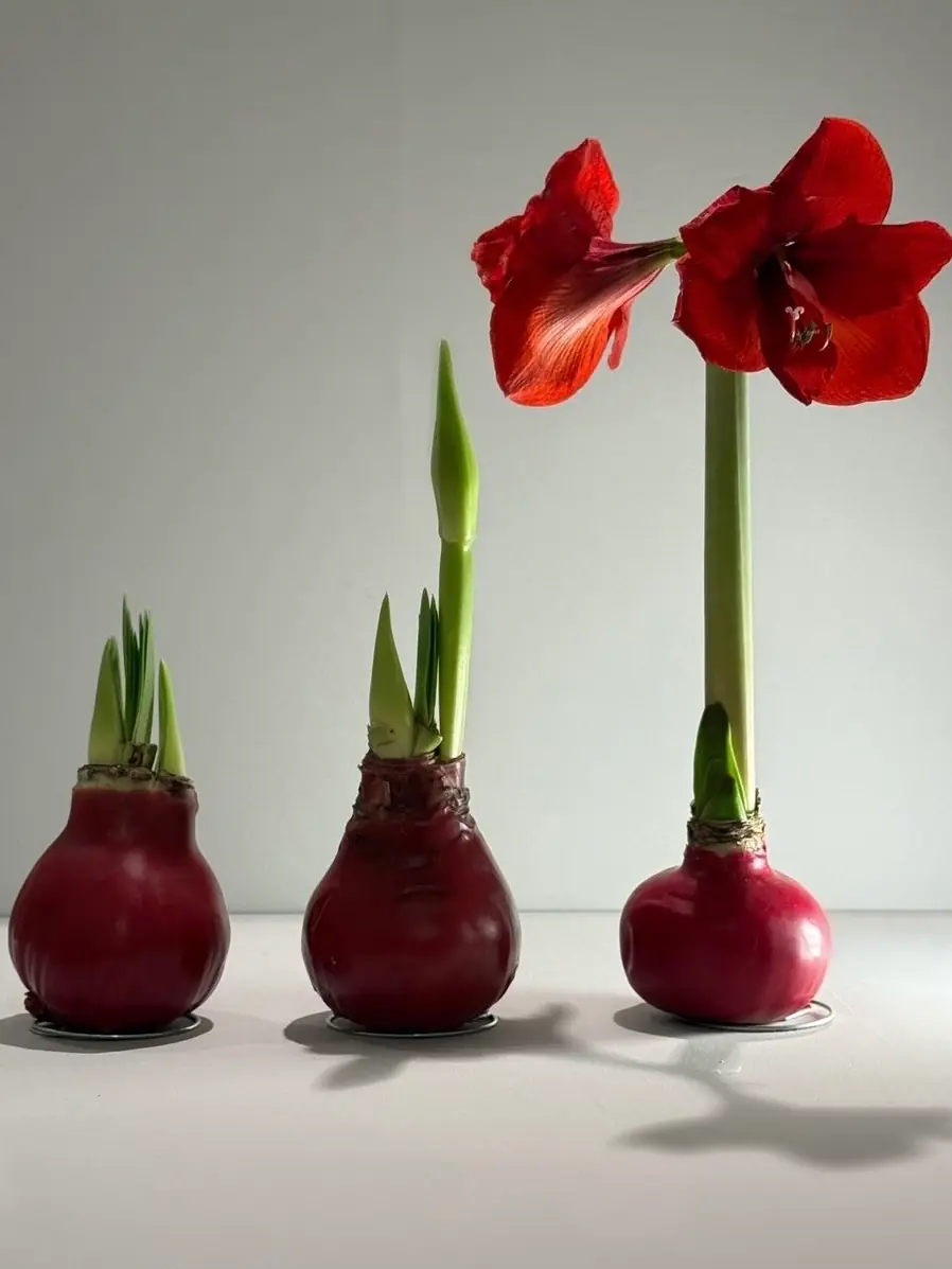 Amaryllis Mum Kaplama Tasarım – Sulama Gerektirmeyen Koleksiyonluk Dekoratif Çiçek 3