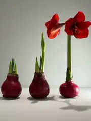 Amaryllis Mum Kaplama Tasarım – Sulama Gerektirmeyen Koleksiyonluk Dekoratif Çiçek 3