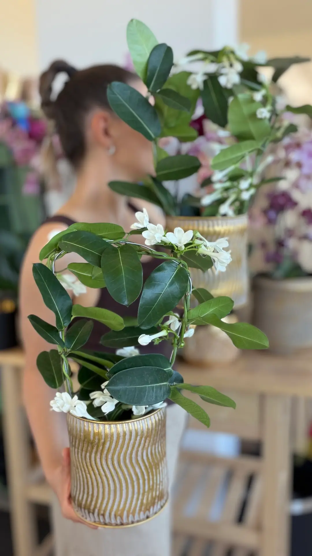 Madagaskar Yasemini (Stephanotis floribunda)  3