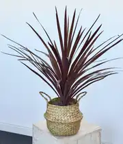Cordyline Red Star  1