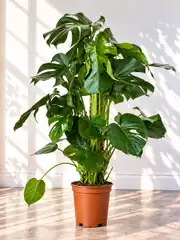 Monstera Deve tabanı (Monstera Deliciosa) Bitkisi Yosun Çubuklu 130-150 cm 2