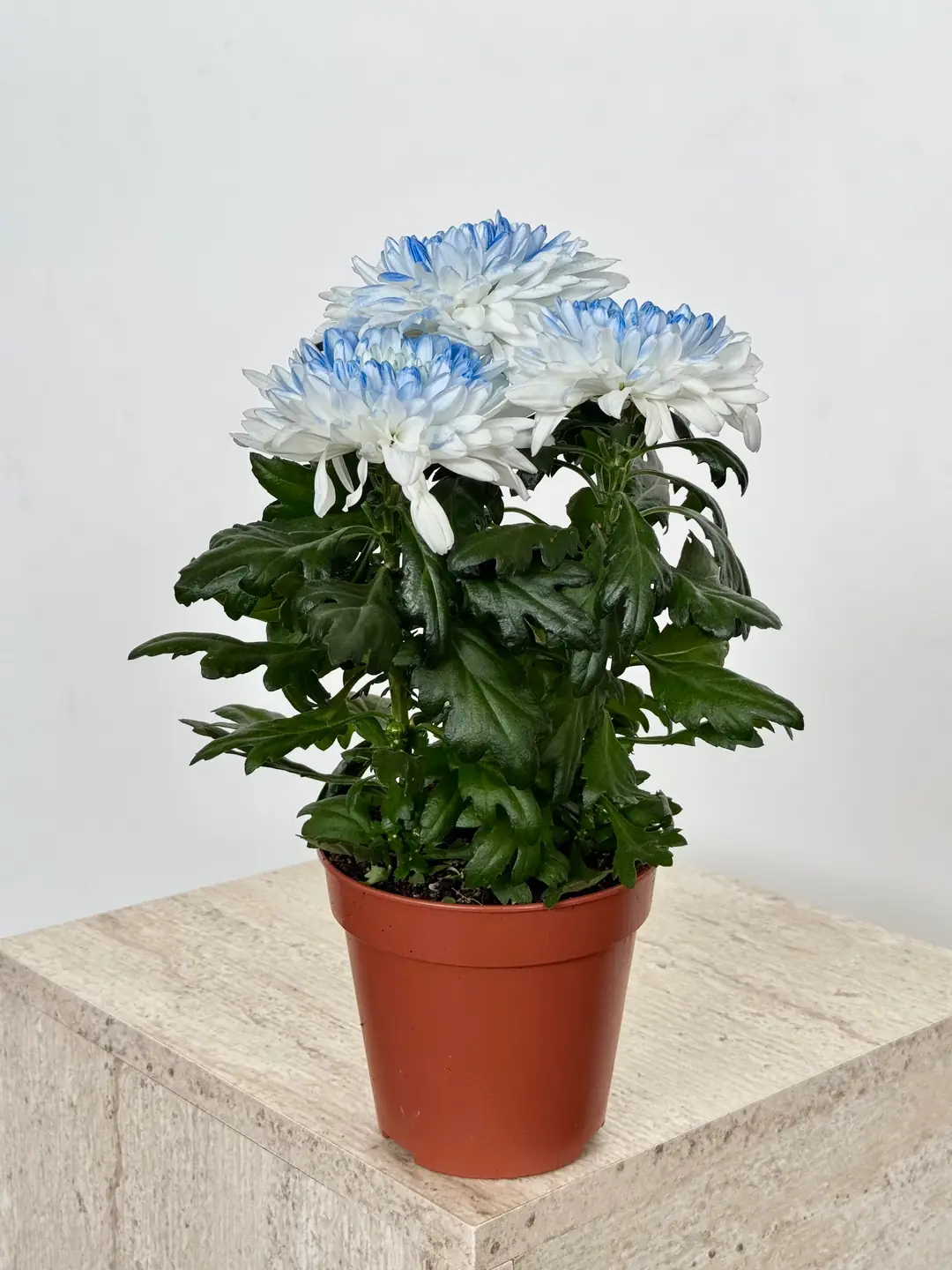 Krizantem Chrysanthemum Anastasya Mix İkili Set  4