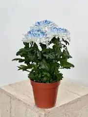 Krizantem Chrysanthemum Anastasya Mix İkili Set  4