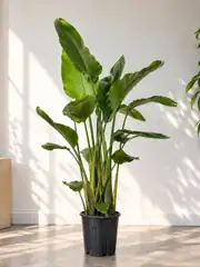 Starliçe (Strelitzia Nicolai) Bitkisi 3 Kök 140-160 cm  2