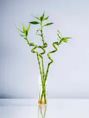 Üçlü Şans Bambusu Seti – Dekoratif Lucky Bamboo Tasarımı 90-100 cm 2