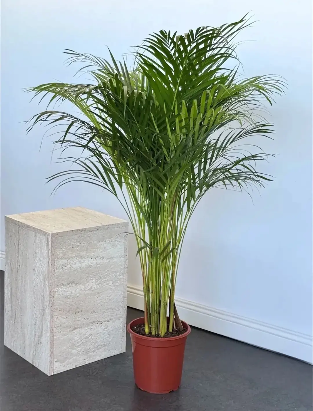 Areka Palmiyesi ( Dypsis Lutescens ) 120–130 cm İthal Sık Köklü 3