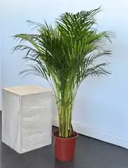 Areka Palmiyesi ( Dypsis Lutescens ) 120–130 cm İthal Sık Köklü 3
