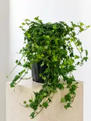 Hedera Helix Veriagata ( Lvy ) Bitkisi 2