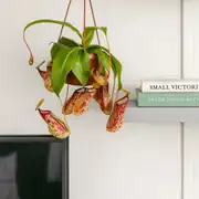 Egzotik Bitki Sİnek Kapan İbrik Otu - Nepenthes 4