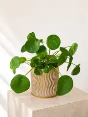 Pilea Çiçeği - Çin Para Çiçeği 1