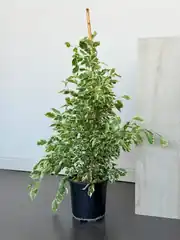Ficus Benjamina ( Golden King ) 100-110 cm Bitkisi 2