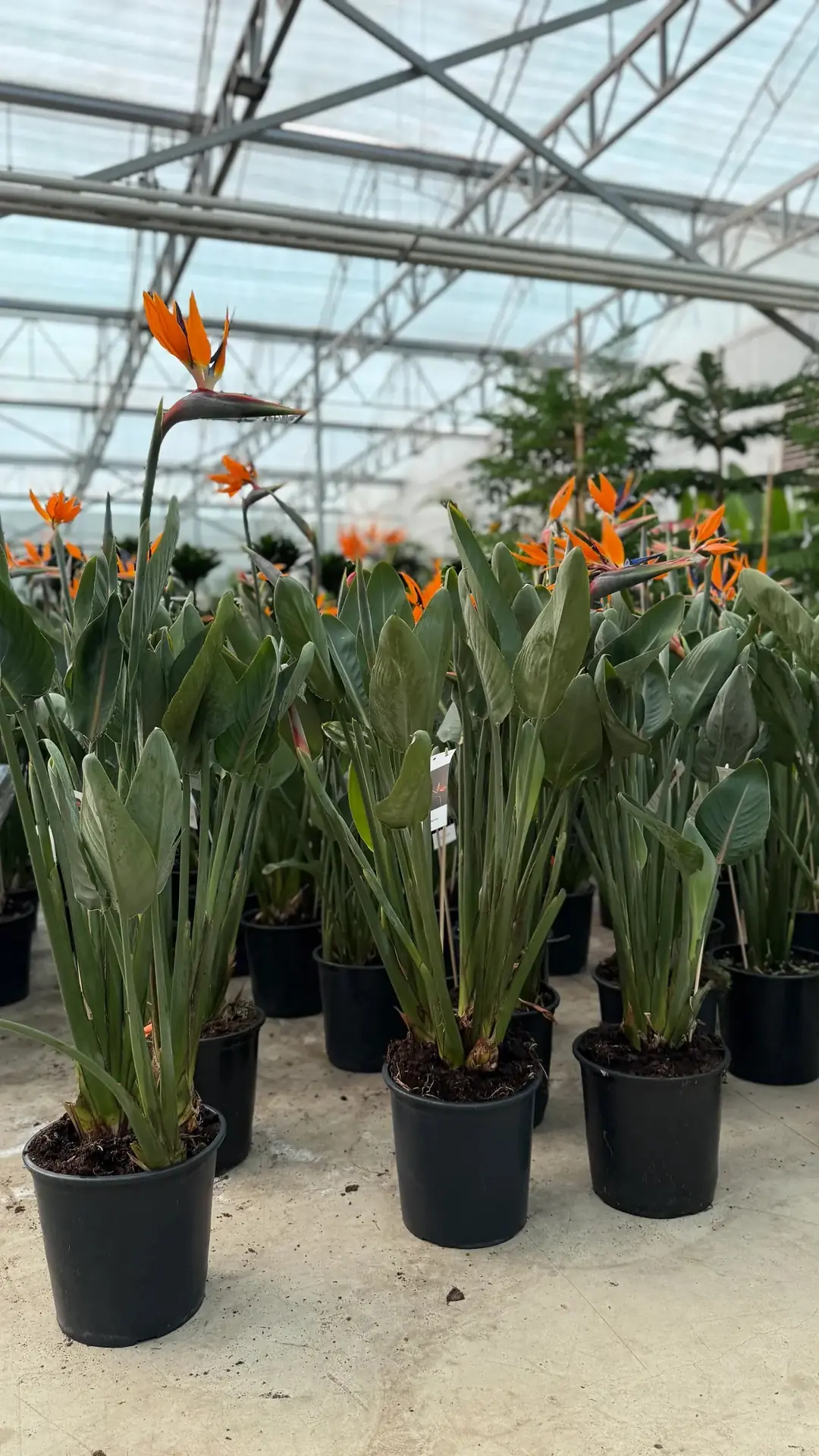 Starliçe ( Cennet Kuşu Çiçeği ) Strelitzia Reginae 3