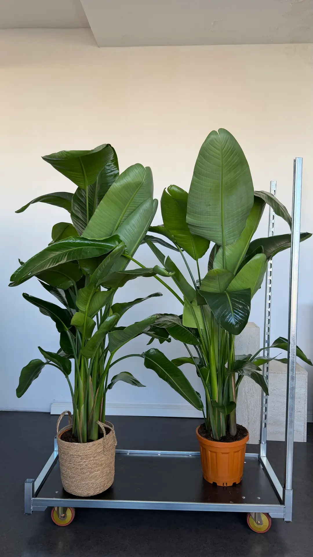 Starliçe Bitkisi Altı Köklü Dolgun Form ( Strelitzia Nicolai 180-200 cm ) 3