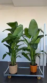 Starliçe Bitkisi Altı Köklü Dolgun Form ( Strelitzia Nicolai 180-200 cm ) 3