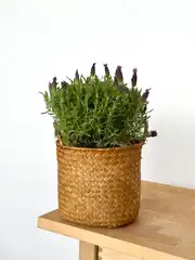 Lavanta ( Lavander ) Çiçeği 1