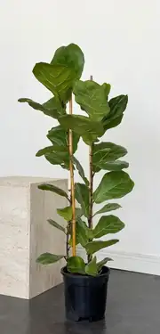 Lyrata Bitkisi 110-120 cm Çift Köklü 2