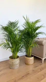 Areka Palmiyesi ( Dypsis Lutescens ) 120–130 cm İthal Sık Köklü 4