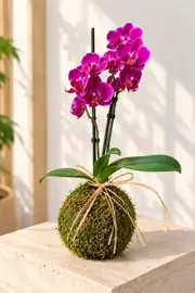Kokedama Multi Orkide Fuşya ( Kokodama Multi Orkide )  1