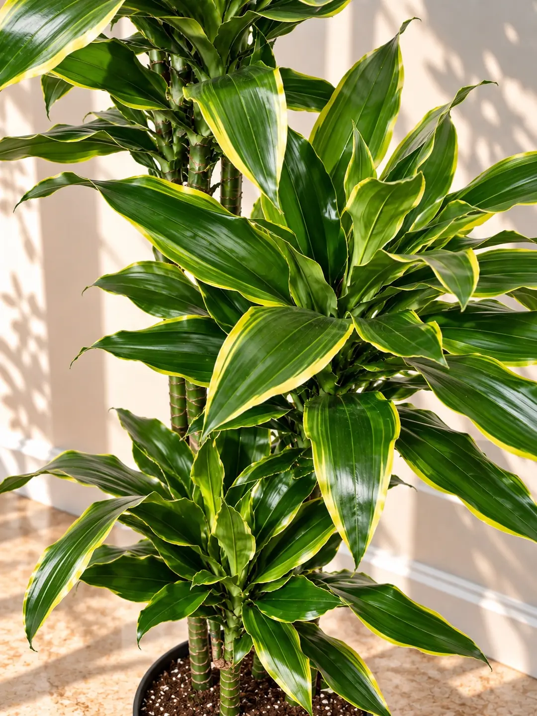 Dracaena Fragrans Dorado Çok Kollu 160-170 cm  3