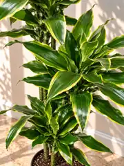 Dracaena Fragrans Dorado Çok Kollu 160-170 cm  3