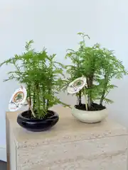 Bonsai Dekoratif Ağaç - Sedir Göknarı ( Taxodium Distichum ) 2