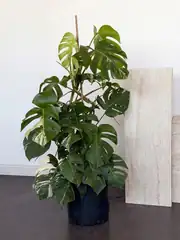 Monstera Deliciosa Variegata (Nadir Tür) 2