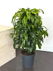 Dracaena Fragrans Dorado Bitkisi Çok Köklü XL (100-110 cm) 2