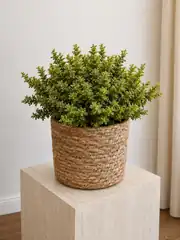 Alacalı Yıldız Çalısı - Alacalı Pittosporum Tobira 1