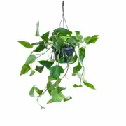  Patos Salon Sarmaşığı (Golden Pothos - Epipremnum Aureum) 1