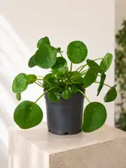 Pilea Çiçeği - Çin Para Çiçeği 2