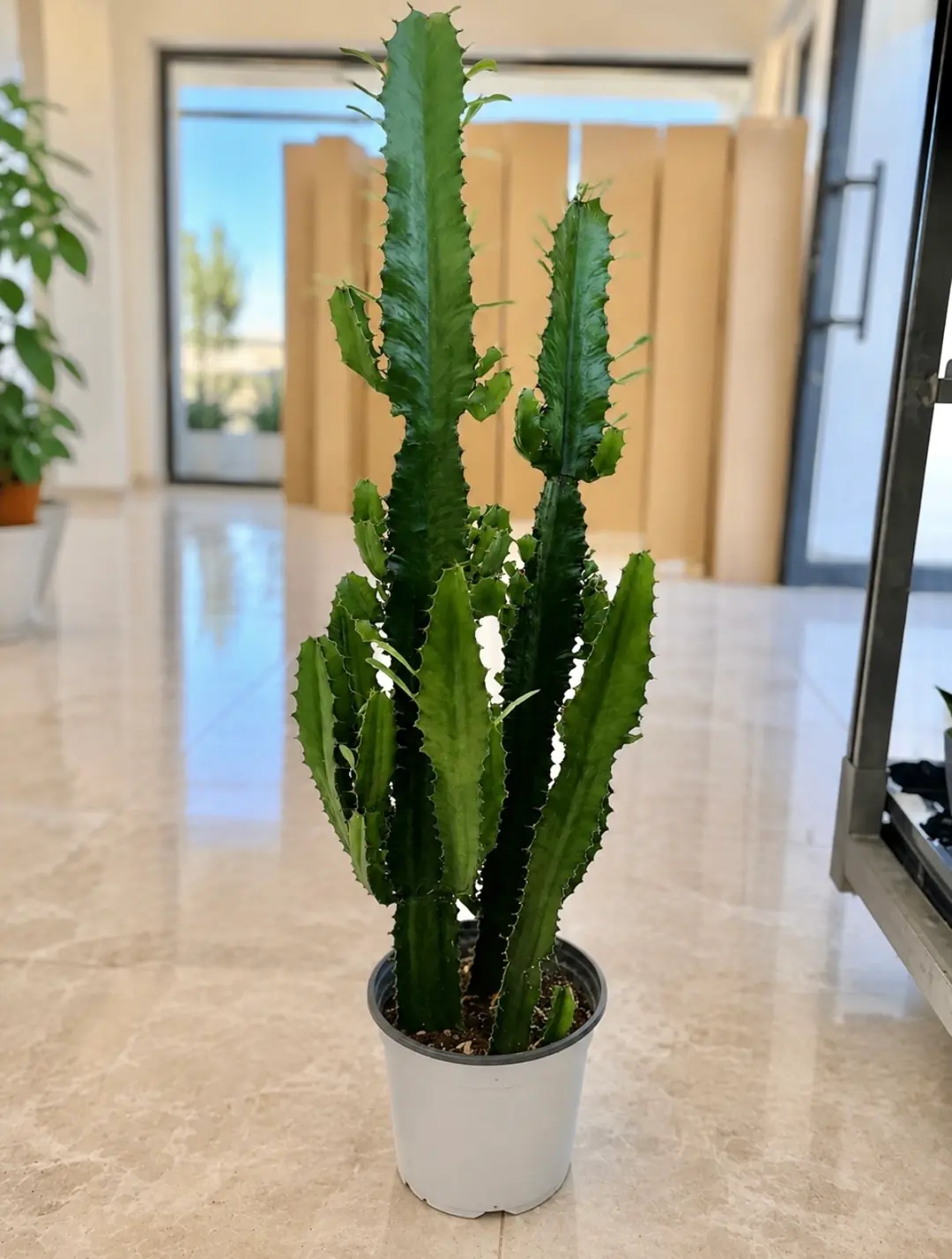 Euphorbia Acrurensis Çok Köklü 90 cm 3