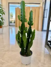 Euphorbia Acrurensis Çok Köklü 90 cm 3