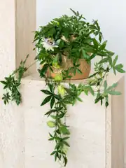 Çarkıfelek Çiçeği - Passiflora Caerulea 1