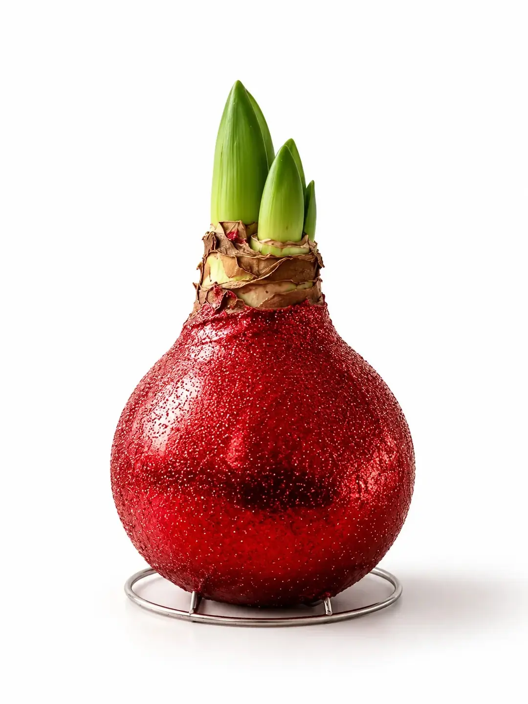 Amaryllis Mum Kaplama Tasarım – Sulama Gerektirmeyen Koleksiyonluk Dekoratif Çiçek