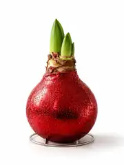 Amaryllis Mum Kaplama Tasarım – Sulama Gerektirmeyen Koleksiyonluk Dekoratif Çiçek 1