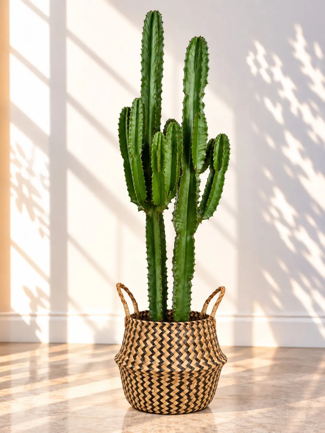 Euphorbia Ingens ( Eritrea ) Çok Köklü Kaktüs 130-140 cm