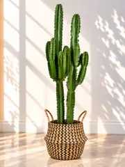Euphorbia Ingens ( Eritrea ) Çok Köklü Kaktüs 130-140 cm 1