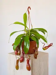 Egzotik Bitki Sİnek Kapan İbrik Otu - Nepenthes 2