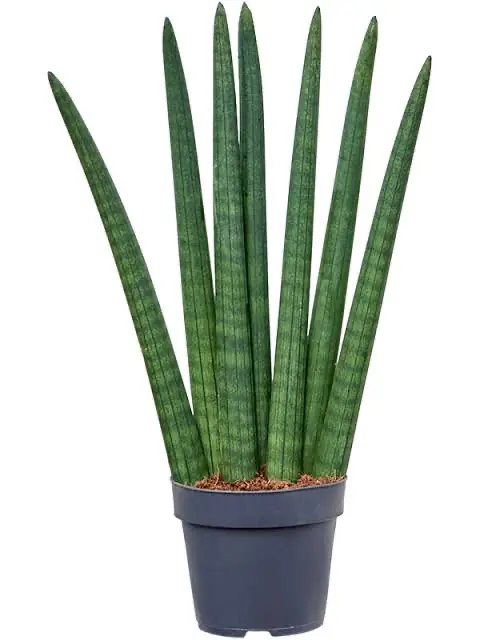 Sansevieria Cylindirica (50 cm) 3