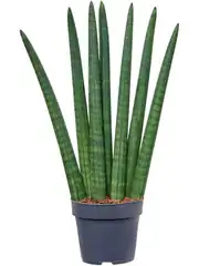 Sansevieria Cylindirica (50 cm) 3