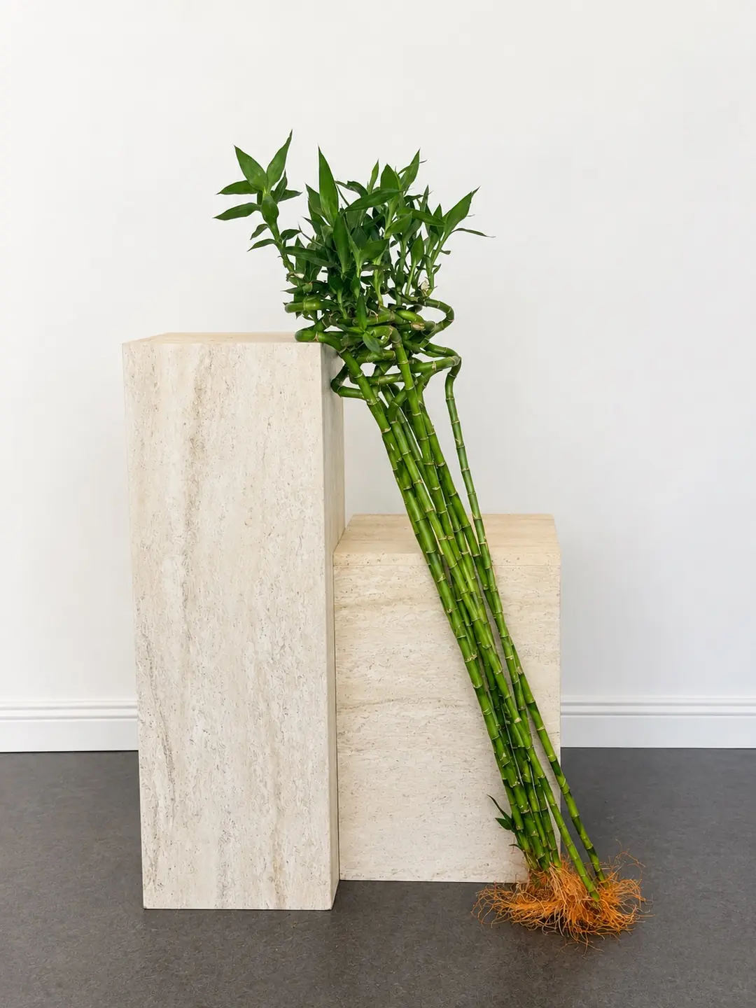 Üçlü Şans Bambusu Seti – Dekoratif Lucky Bamboo Tasarımı 90-100 cm