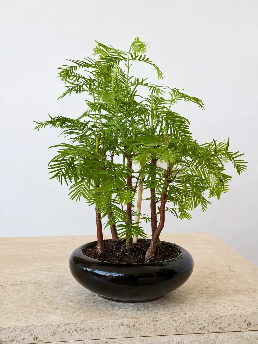 Bonsai Dekoratif Ağaç - Sedir Göknarı ( Taxodium Distichum )