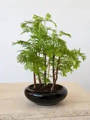 Bonsai Dekoratif Ağaç - Sedir Göknarı ( Taxodium Distichum ) 1